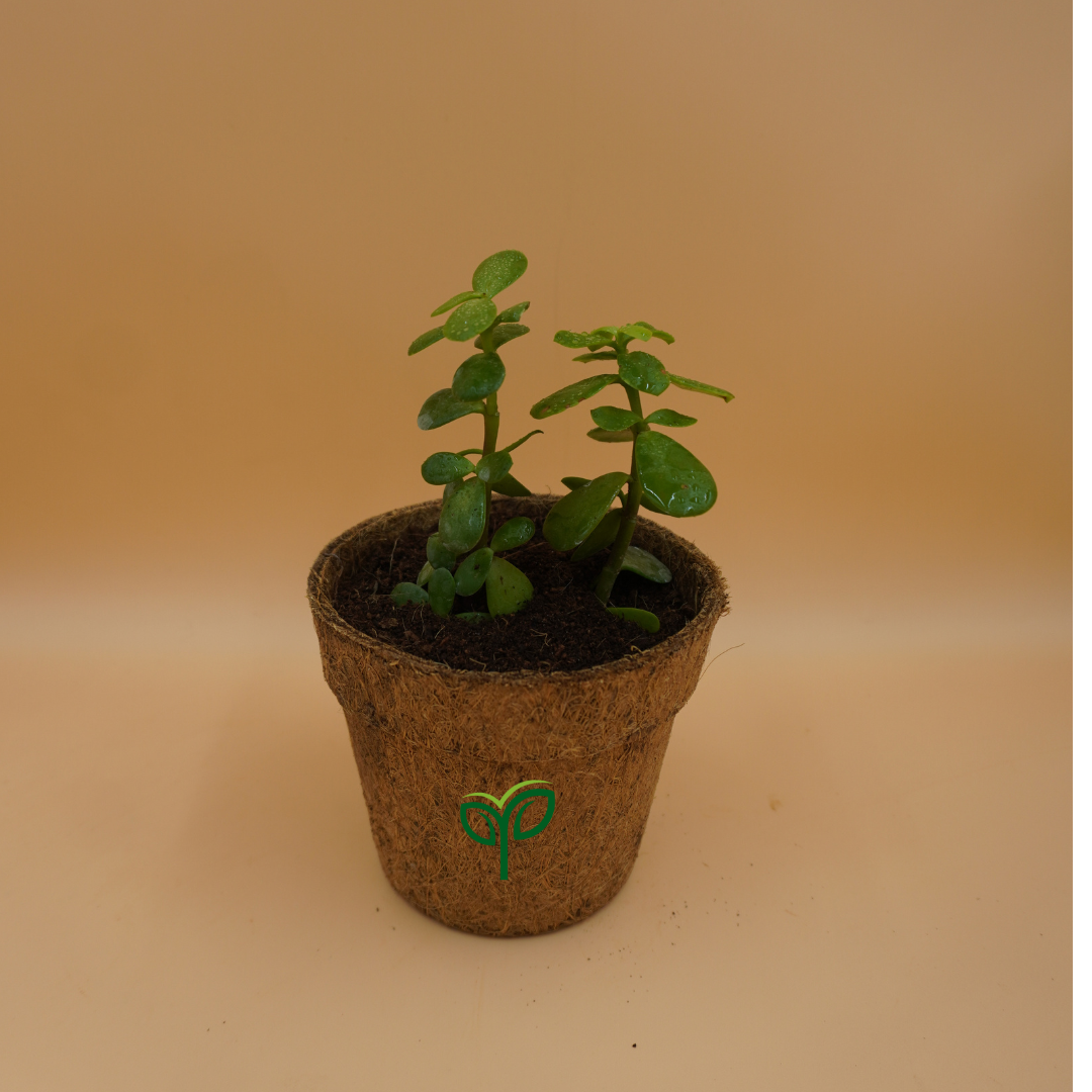 Jade Plant Sapling