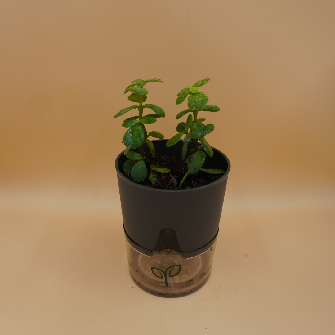Jade Plant Sapling
