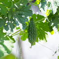 Bitter Gourd Seeds