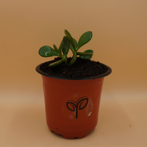 Crassula Ovata Plant Sapling