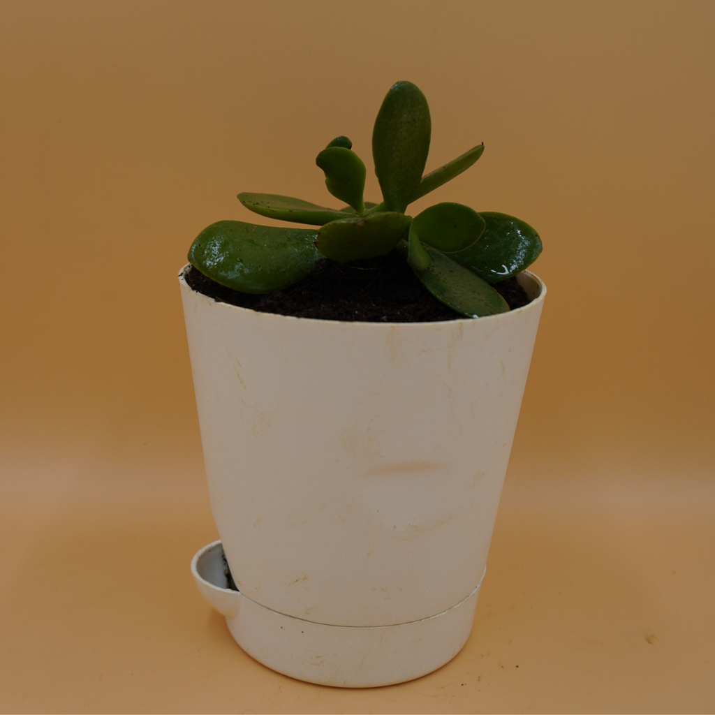 Crassula Ovata Plant Sapling