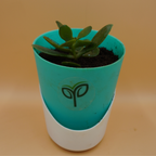Crassula Ovata Plant Sapling