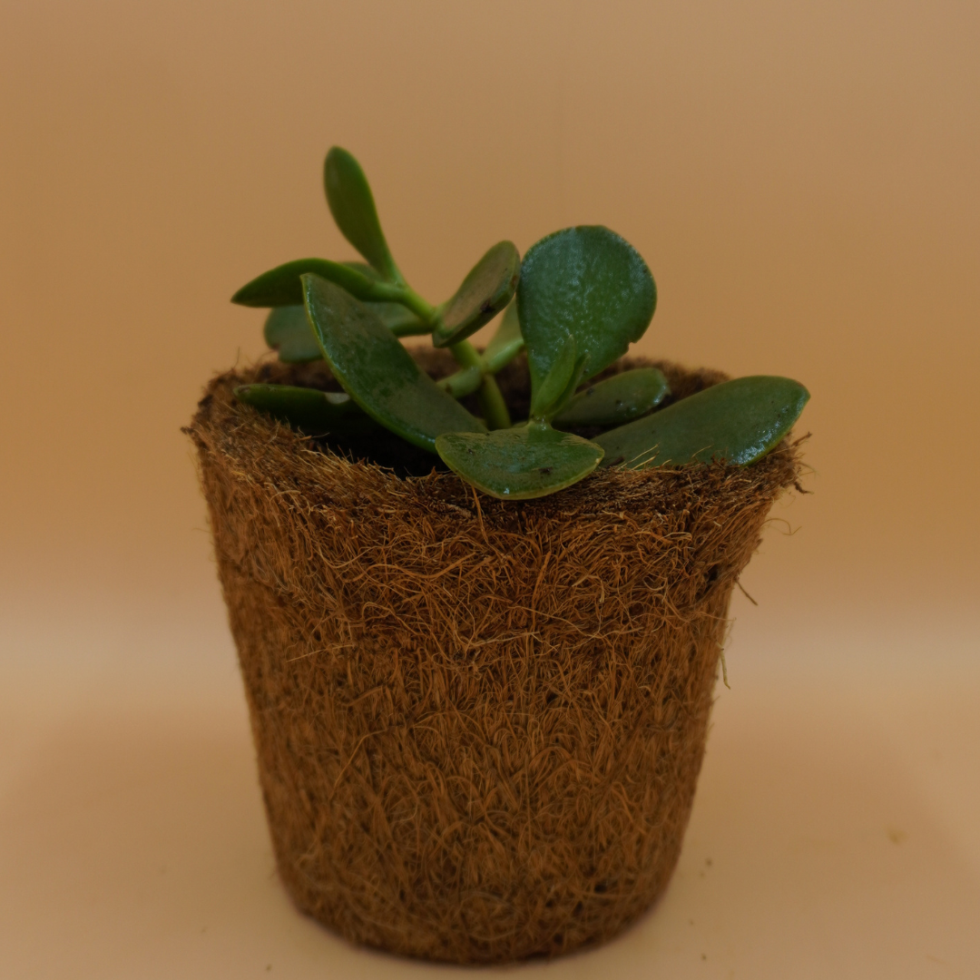 Crassula Ovata Plant Sapling