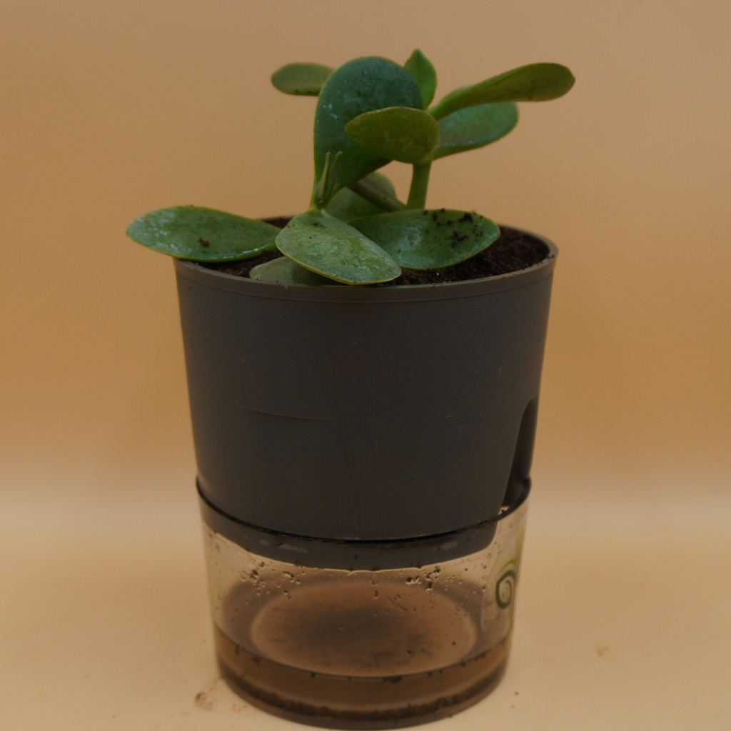 Crassula Ovata Plant Sapling