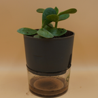 Crassula Ovata Plant Sapling