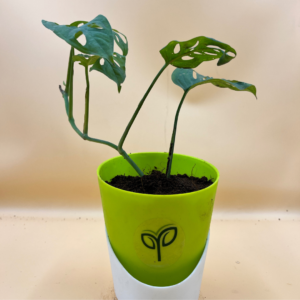 Monstera Broken Heart Plant Sapling (1pc)