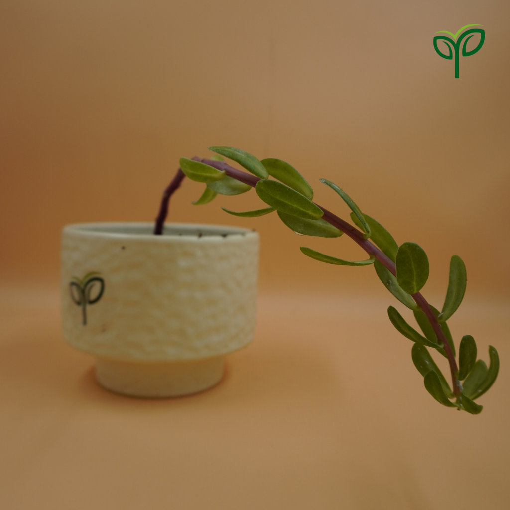 Portulaca Plant Sapling