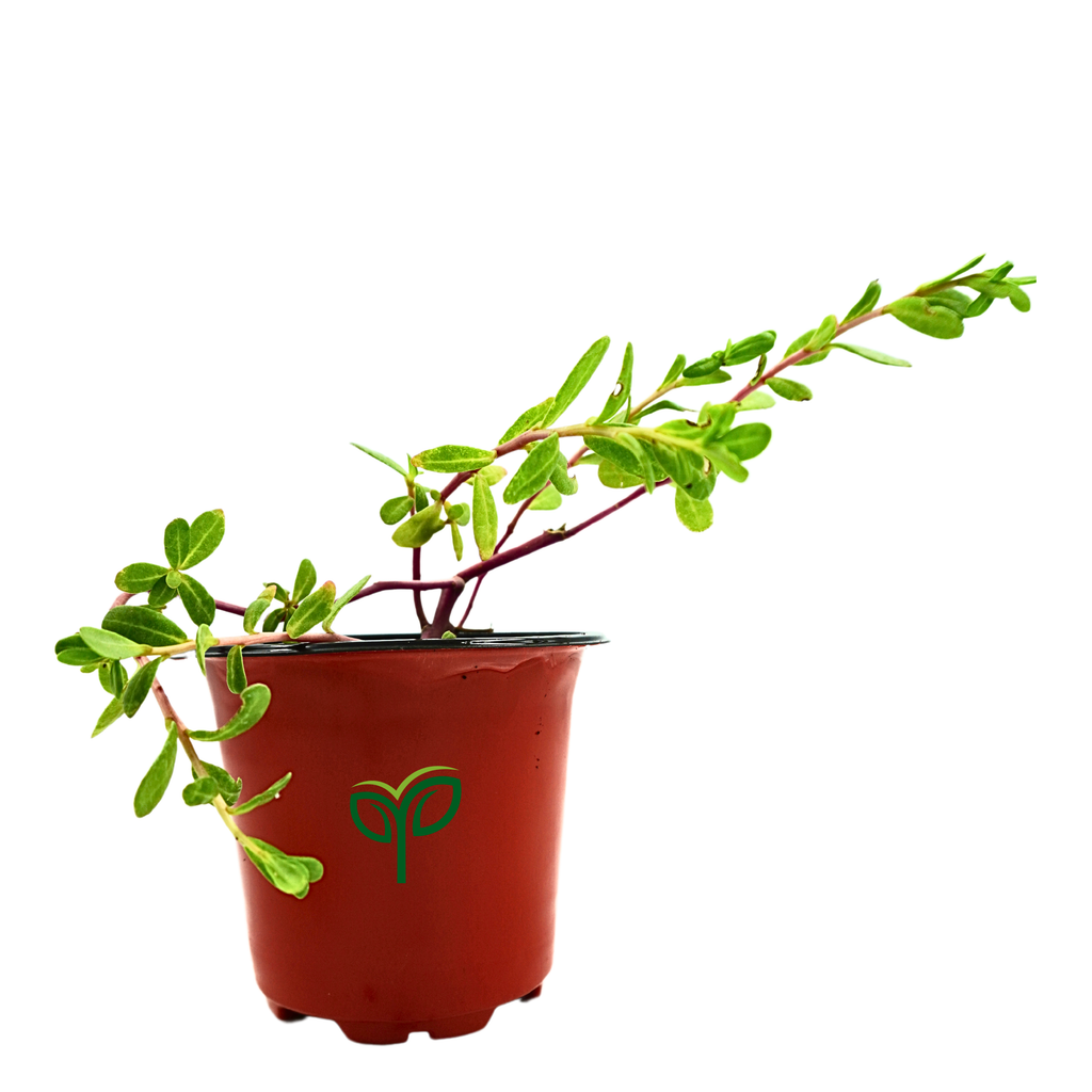 Portulaca Plant Sapling