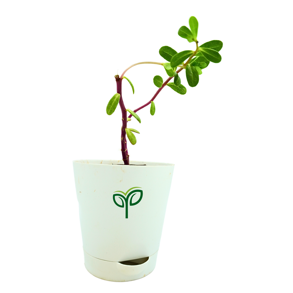 Portulaca Plant Sapling