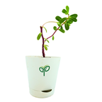 Portulaca Plant Sapling