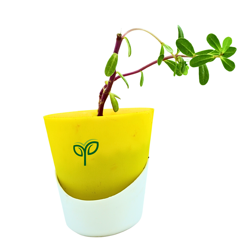 Portulaca Plant Sapling