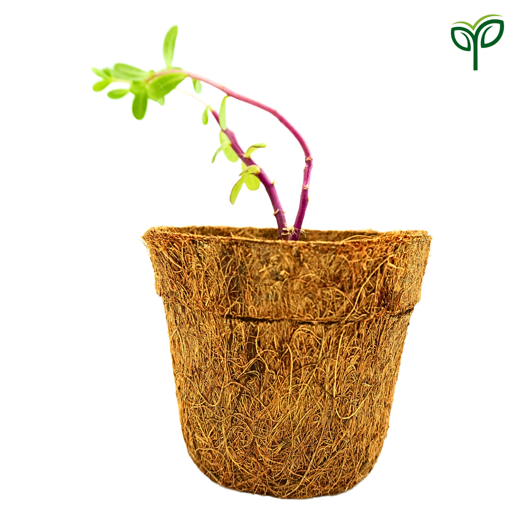 Portulaca Plant Sapling