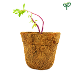 Portulaca Plant Sapling