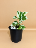 A variegated green and white houseplant in a black plastic nursery pot filled with white decorative stones, set against a solid beige background.