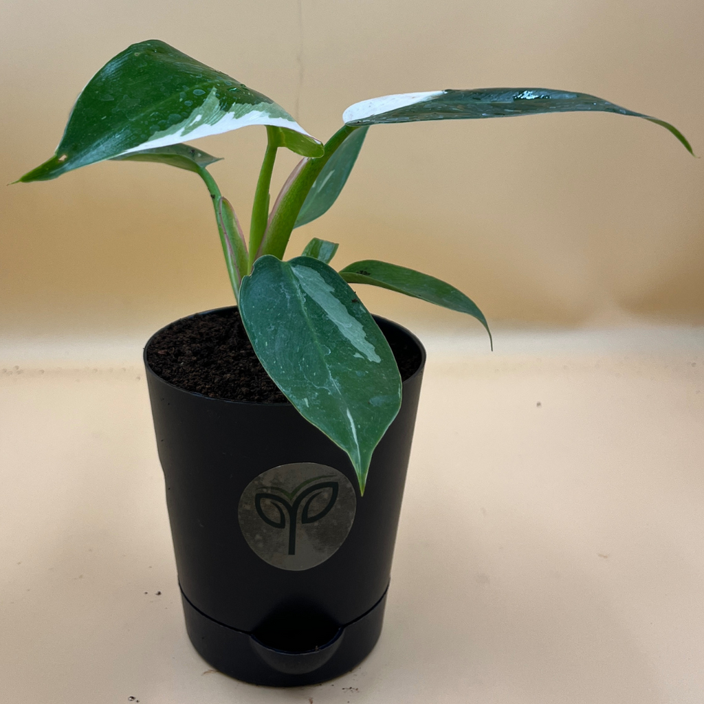 Philodendron White Princess Plant Sapling