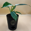 Philodendron White Princess Plant Sapling