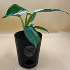 Philodendron White Princess Plant Sapling