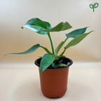 Philodendron White Princess Plant Sapling