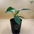 Philodendron White Princess Plant Sapling