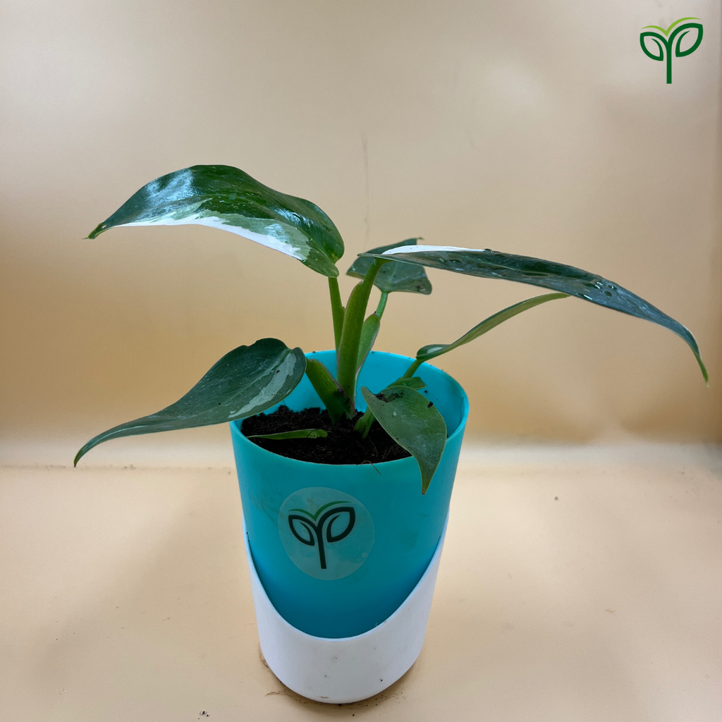 Philodendron White Princess Plant Sapling