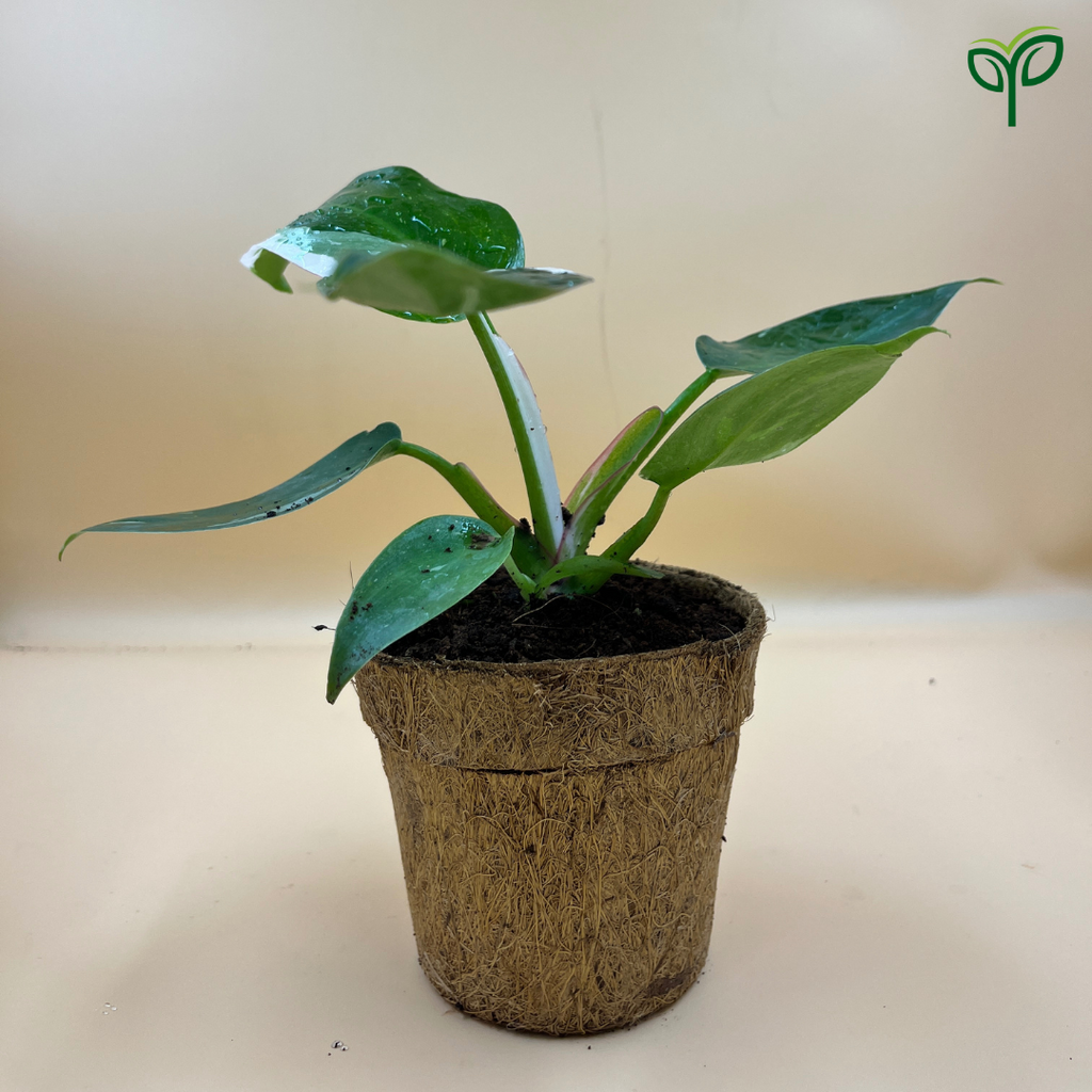 Philodendron White Princess Plant Sapling