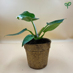 Philodendron White Princess Plant Sapling