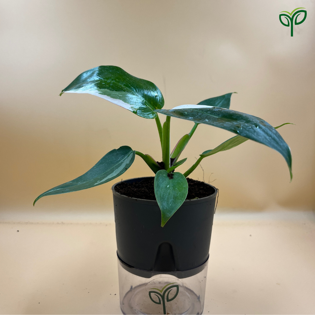 Philodendron White Princess Plant Sapling
