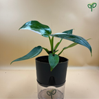 Philodendron White Princess Plant Sapling