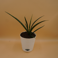 Sansevieria bacularis plant Sapling