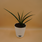 Sansevieria bacularis plant Sapling