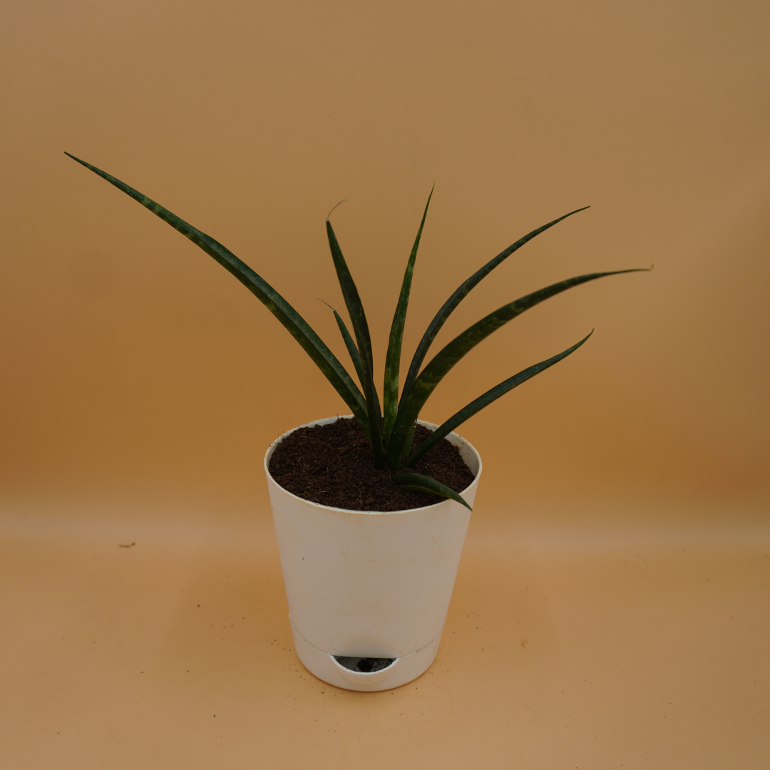 Sansevieria bacularis plant Sapling – Pick Your Plant