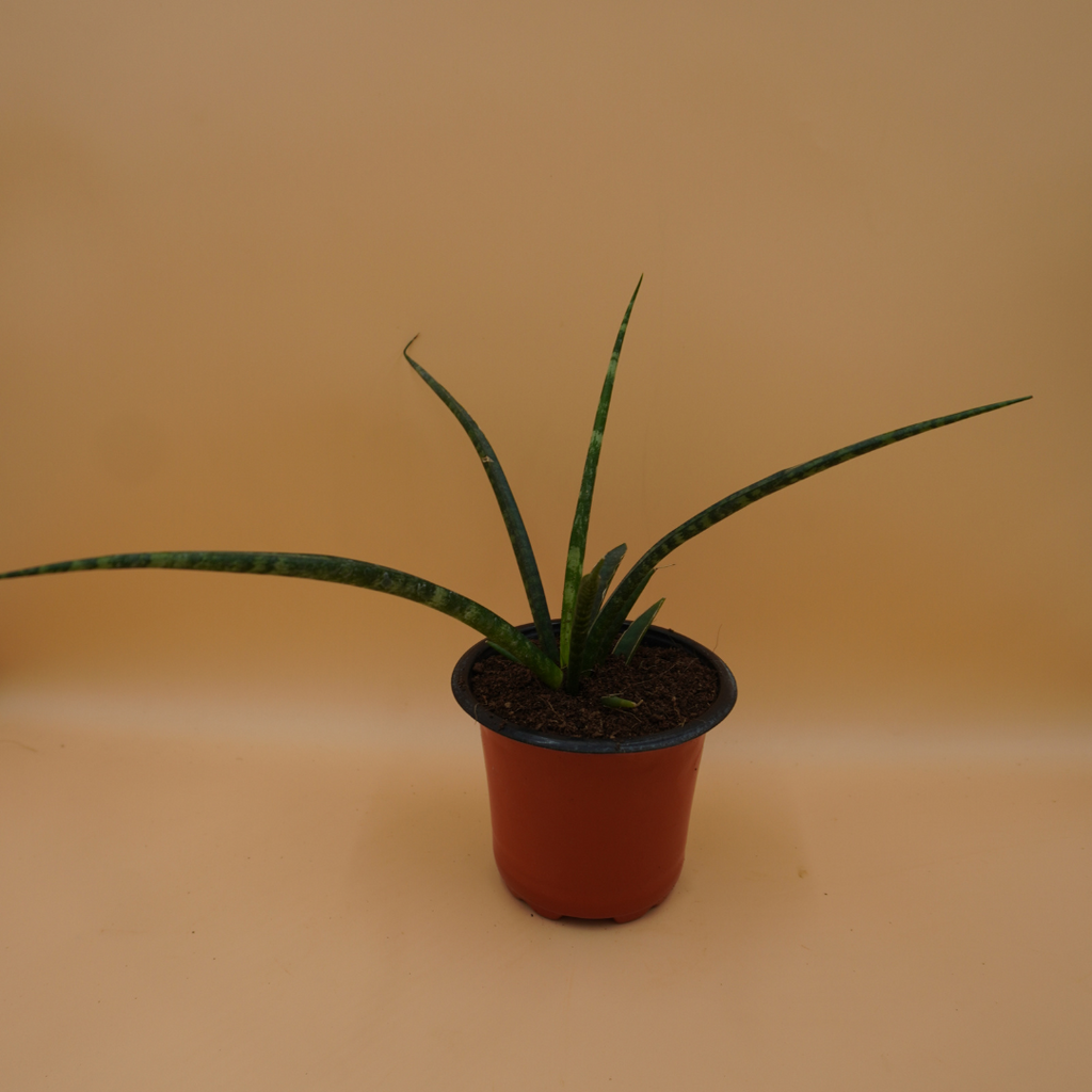 Sansevieria bacularis plant Sapling