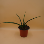 Sansevieria bacularis plant Sapling
