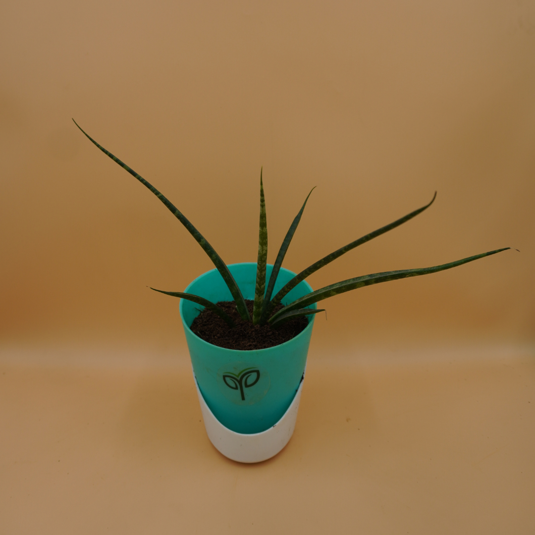 Sansevieria bacularis plant Sapling