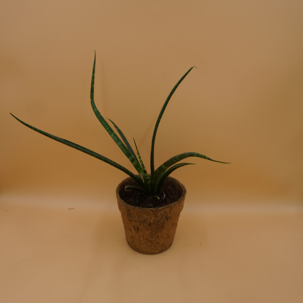Sansevieria bacularis plant Sapling