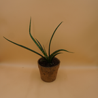 Sansevieria bacularis plant Sapling