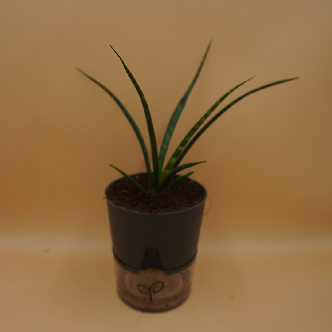 Sansevieria bacularis plant Sapling