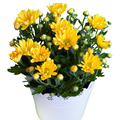 chrysanthemum Yellow seeds