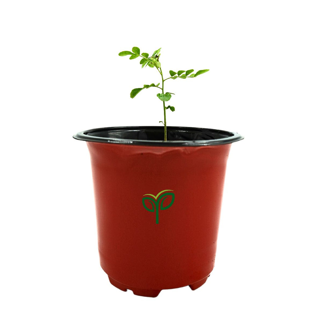Curry Leaves Sapling
