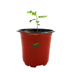 Curry Leaves Sapling