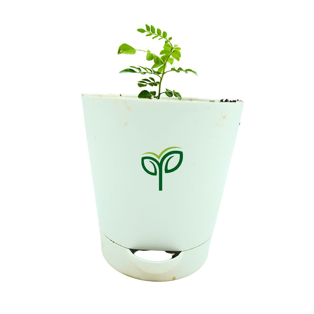 Curry Leaves Sapling