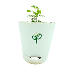 Curry Leaves Sapling