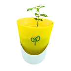Curry Leaves Sapling