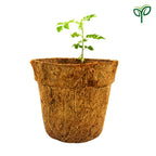 Curry Leaves Sapling