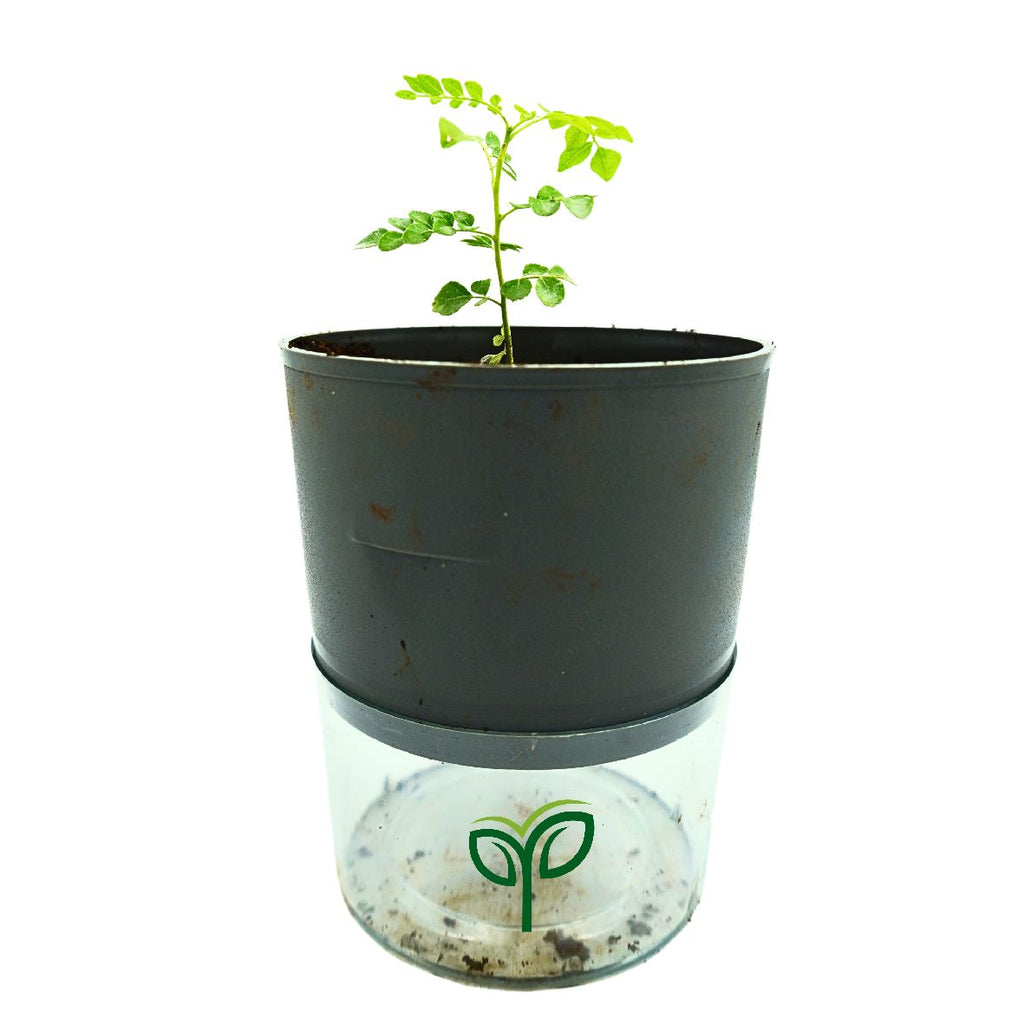 Curry Leaves Sapling