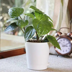 Betel Paan Plant Sapling