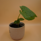 Betel Paan Plant Sapling