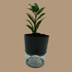 ZZ Plant Sapling (1pc)