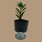ZZ Plant Sapling (1pc)