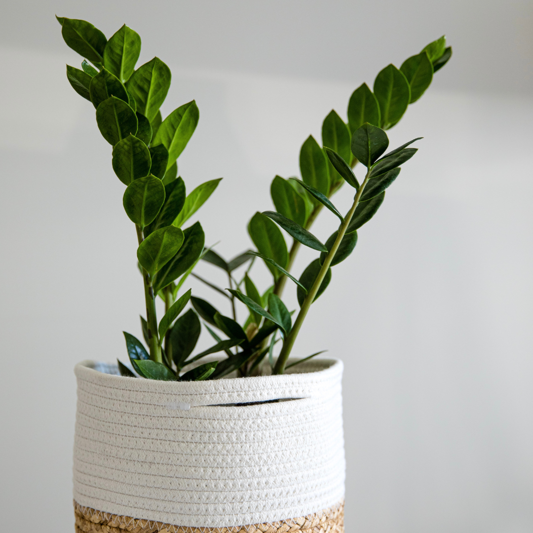 ZZ Plant Sapling (1pc)